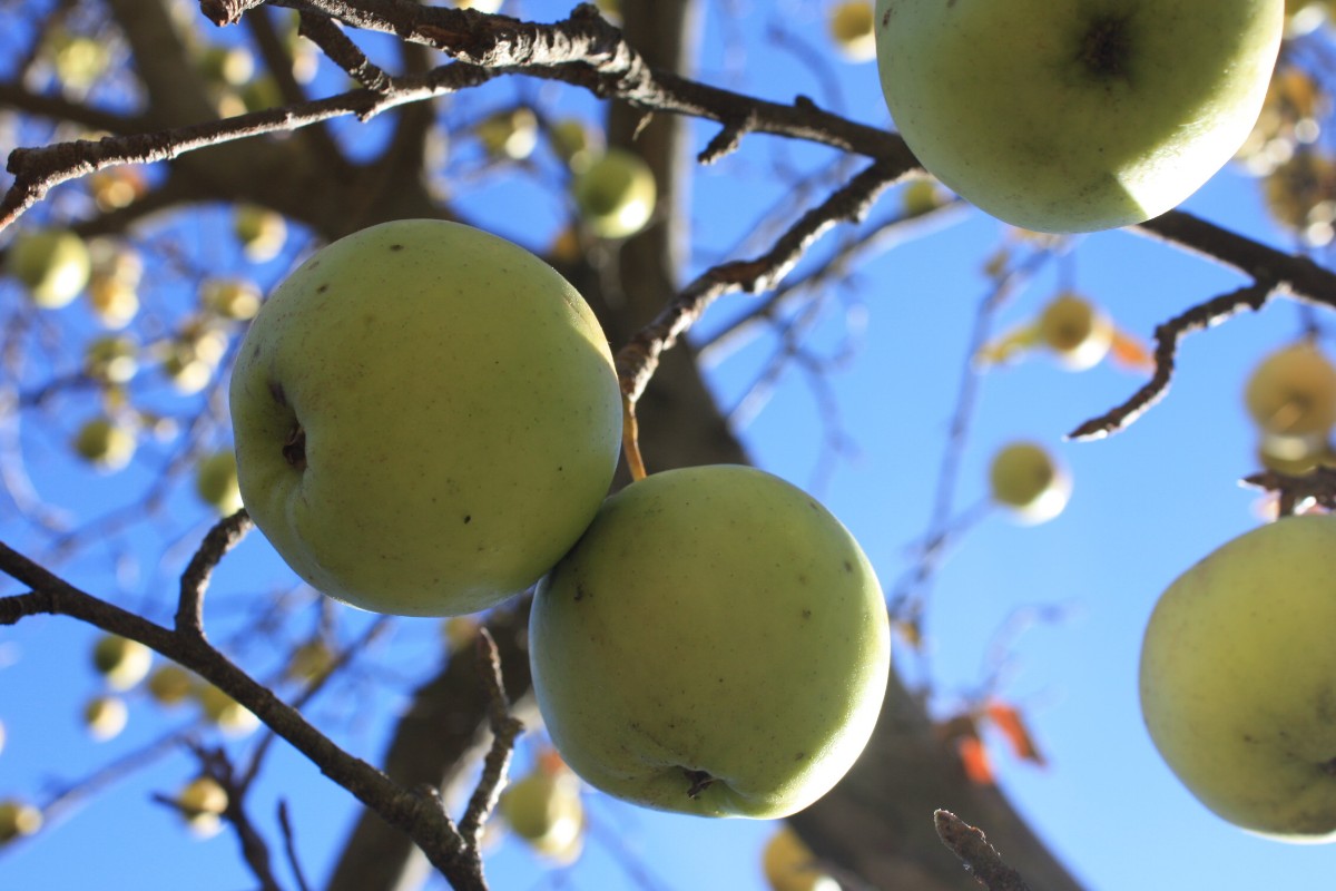 Mele fresche 'Braeburn varietà coltivate nel paese di Mela Alto Adige,  Italia settentrionale. Apple adatto per la cottura e la cucina Foto stock -  Alamy